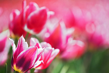 pink, flowers, tulips, field HD wallpaper