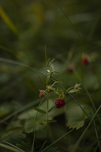 Nature, Strawberry, Grass, Macro, Berry, Wild Strawberries HD phone wallpaper