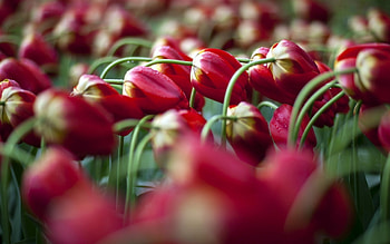 After the Rain, drops, tulips, field, red HD wallpaper
