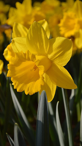 Daffodil, Daffodil Adorable HD phone wallpaper