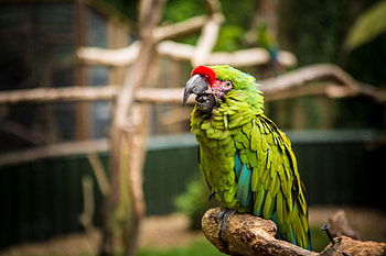 Animals, Parrots, Bird HD wallpaper