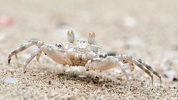 Beach crab , Coastal charm, Seaside vibes, Nature's beauty HD wallpaper