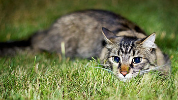 Animals, Cats HD wallpaper