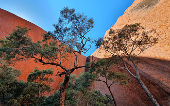 Uluru, Northern Territory, Australia, shadows, Ayers Rock, sky, tree HD wallpaper
