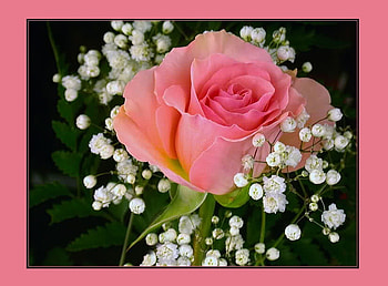 To All Princesses, rose, flower, nature, princess, beauty HD wallpaper