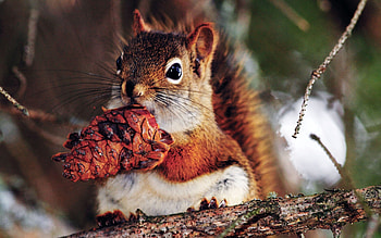 Animals, Squirrel, Food, Branches, Nut HD wallpaper