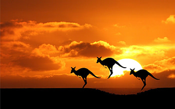 Kangaroos, Australia HD wallpaper