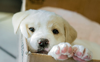 Animals, Dog, Box, Puppy HD wallpaper