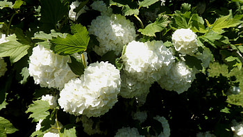 spring bliss, white, leaves, green, flower HD wallpaper