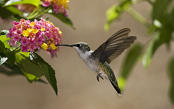 Hummingbird, Elegance in motion, Nature's jewel, Tiny wonder HD wallpaper