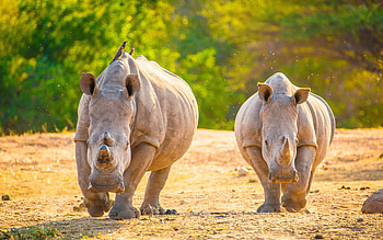 Rhinos, , Africa, R, wildlife, rhinoceros, pair of rhinos, rhino HD wallpaper
