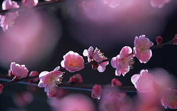 Plants, Flowers HD wallpaper