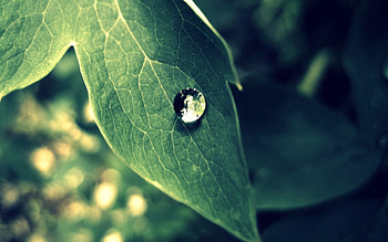 Macro, Sheet, Leaf, Morning, Drop, Dew HD wallpaper
