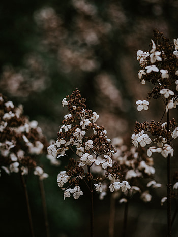 Flower, Macro, Petals, Blur, Smooth, Dry HD phone wallpaper