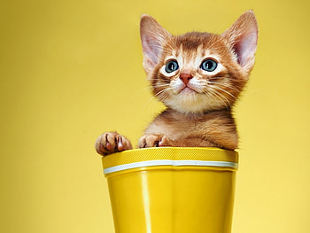 Animals, Cats HD wallpaper