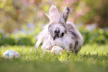 Rabbit, animal, ear, bunny HD wallpaper