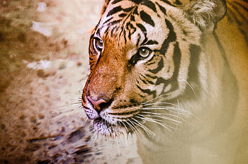 Animals, Muzzle, Predator, Big Cat, Tiger HD wallpaper