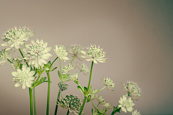 Flowers, Plant, Stems HD wallpaper