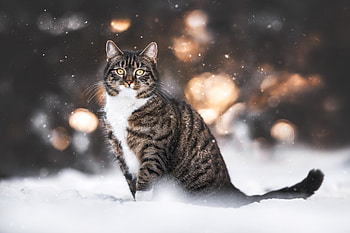 Winter cats mammals, Snow HD wallpaper
