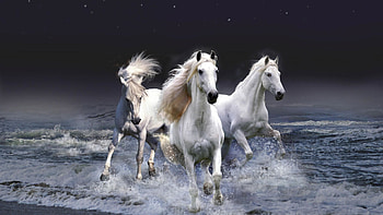 Birthed From Froth, sea, white, foam, froth, beautiful, horses, three, graceful, ocean HD wallpaper