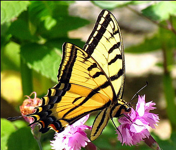 A visit from a Swallowtail, pink, butterfly, green, garden, flowers, swallowtail, yellow and black, beauty HD wallpaper