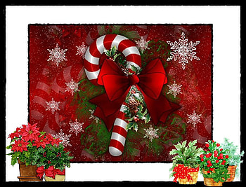 candy kane and christmas flowers, candy kanes, christmas plants, christmas, stars, pointettias, candy HD wallpaper