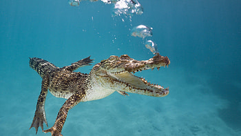 Underwater, Crocodiles HD wallpaper