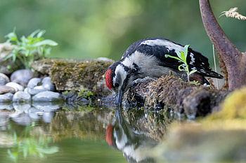 Bird, animal, nature, birb HD wallpaper