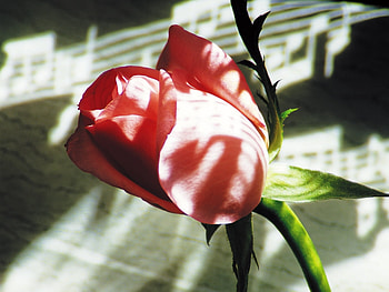 Plants, Flowers, Roses HD wallpaper
