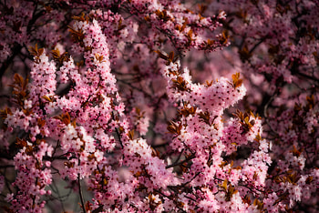 Flowers, Pink, Bloom, Flowering, Spring HD wallpaper