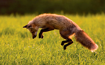 Animals, Fox HD wallpaper