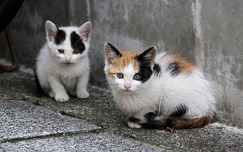 Animals, Sit, Couple, Pair, Kittens, Homeless HD wallpaper