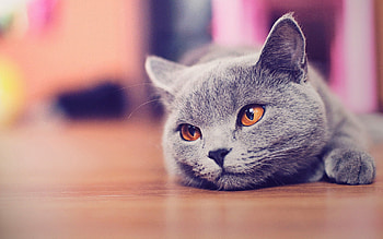 Animals, Cat, Muzzle, Eyes, Relaxation, Rest, Waiting, Expectation HD wallpaper