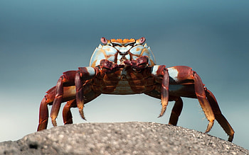 Crab, Macro graphy, Brown crab, Top of the rock HD wallpaper