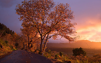 Autumn Trees and Foliage at Sunset, Trees, Nature, Sunsets, Autumn, Sky HD wallpaper