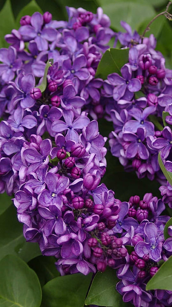 Lilac, Violet Flower HD phone wallpaper