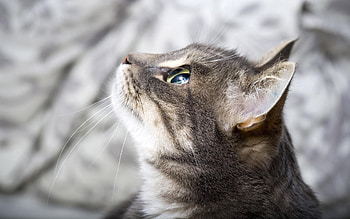 Animals, Cat, Muzzle, Eyes, Beautiful HD wallpaper