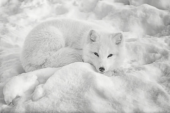 Resting arctic fox, Snowy landscapes, Calm and serene, Peaceful nature HD wallpaper