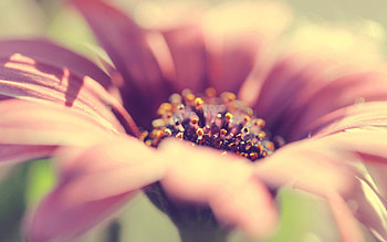 Background, Flower, Macro, Petals, Blur, Smooth HD wallpaper
