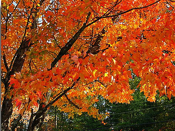Autumn branches, color, sunlight, red, branches, autumn, orange, gold, tree HD wallpaper