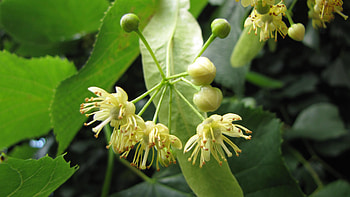 Linden Tree, fotos von, bienenweiden, juni HD wallpaper