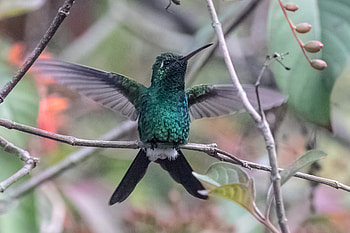 Cuba bird, Hummingbird, wings, portrait HD wallpaper