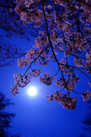 Flowers, Moon, Bloom, Flowering HD phone wallpaper