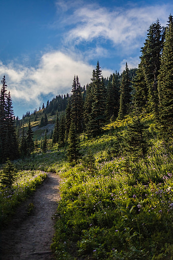 Nature, Flowers, Trees, Forest, Fir, Spruce, Path, Slope HD phone wallpaper