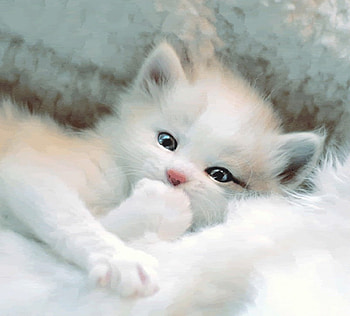 Cute White Kitty, animal, kitten, white, kitty, cats, cat HD wallpaper