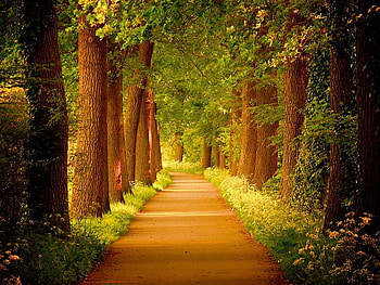 Paradise walk way, way, leaves, green, trees, grass HD wallpaper