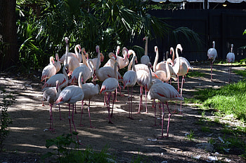 Flamingos in the Wild, Animals, Winged Creatures, Birds, Flamingos HD wallpaper