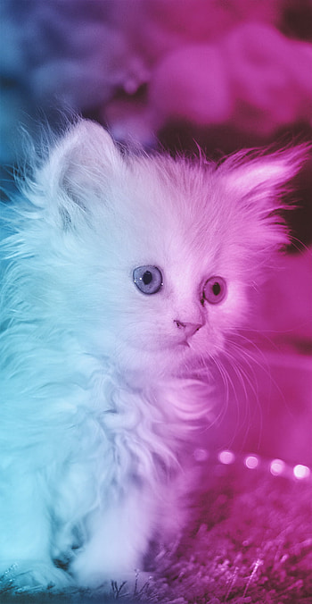 I am cute, cetn, pink, blue, cat, animal, cittn, citn HD phone wallpaper