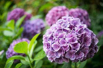 Close-up hydrangea flower, Purple beauty, Nature's wonder, Floral elegance HD wallpaper