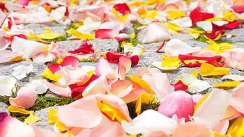 Rose Petals, rose, petals, flowers, nature HD wallpaper